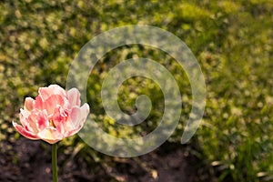 Pink tulip on a blurry green background