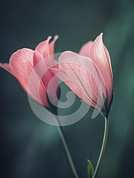 Pink Tulip Buds in Soft Lighting