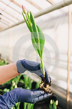 Pink tulip and bulb in hand