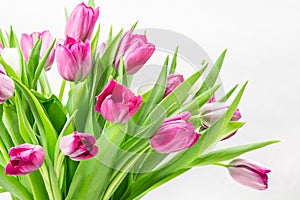 Pink tulip bunch close up