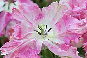 Pink Tulip in close up.