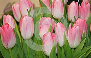 Pink Tulip close -up. Blooming tulips. Pink tulips. Spring flowers. Pink flowers with green leaves.