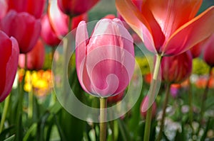 Pink Tulip Close Up with Colorful Background