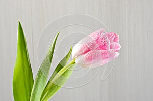 Pink tulip close up