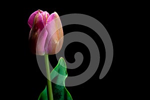 Pink Tulip closeup under a low light on black background framin