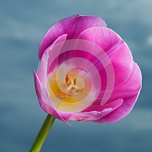 Pink tulip on cloudy sky