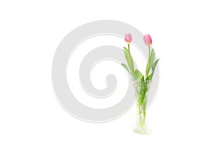 Pink tulip couple and the vase in the white #2