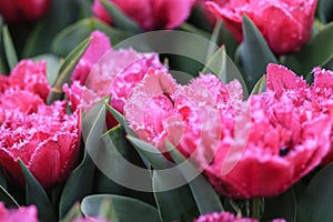 Pink tulip with crenelated white edges