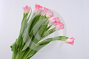 Pink tulip crown of dinasty flower on white background