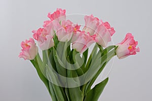 Pink tulip crown of dinasty flower on white background