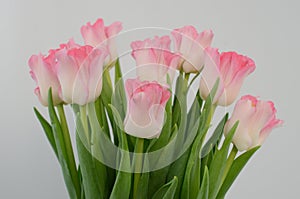 Pink tulip crown of dinasty flower on white background