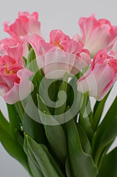 Pink tulip crown of dinasty flower on white background