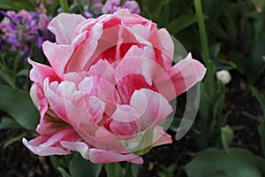 Pink Tulip Disambiguation in Bloom