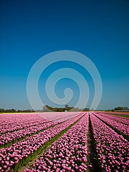 Pink Tulip Field