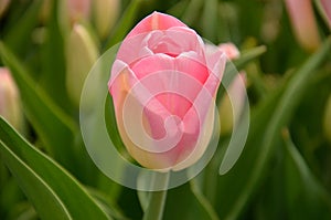 Pink tulip