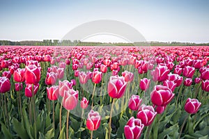 Pink tulip field III photo