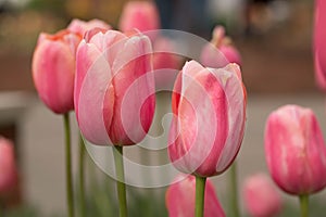 Pink Tulip Field in Michigan