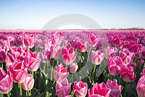 Pink tulip field I