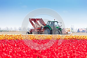 Pink tulip field and tractor works on background