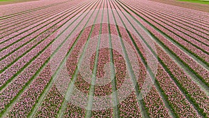 pink tulip fields in spring in the netherlands dronehoto