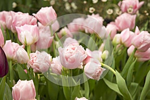 Pink Tulip Finola field background