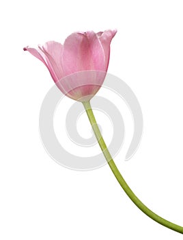 Pink tulip flower