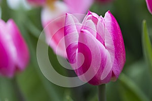 Pink tulip flower