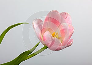 Pink Tulip flower