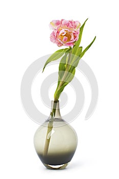 Pink tulip flower in a black glass vase.