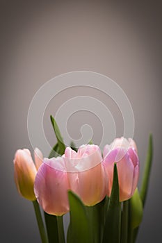 Pink tulip flower bouquet with smooth petals close up still on a grey background