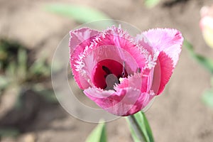 Pink tulip flower in the city spring garden.