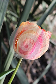 Pink tulip flower in the city spring garden.