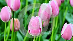 Pink Tulip flower field in Holland