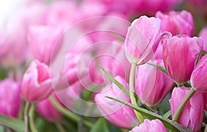 Pink tulip flower fields blooming
