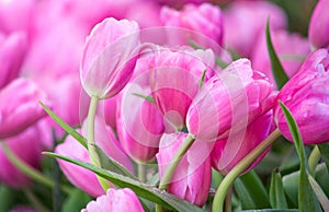 Pink tulip flower fields blooming