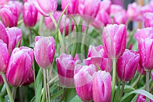 Pink tulip flower fields blooming