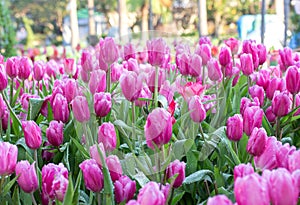 Pink tulip flower fields blooming