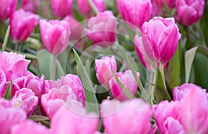 Pink tulip flower fields blooming