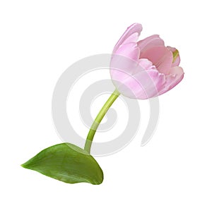 Pink tulip flower isolated