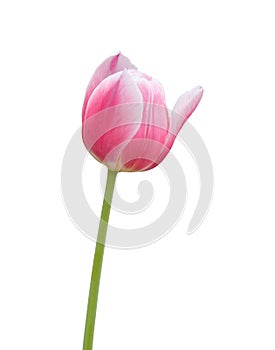 pink tulip flower isolated on white