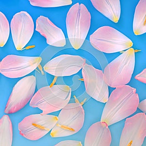 Pink Tulip Flower Petal Abstract Background