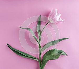 Pink tulip flower on pink background. Waiting for spring. Happy Easter card.