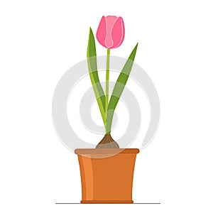 Pink Tulip in a flower pot. Vector