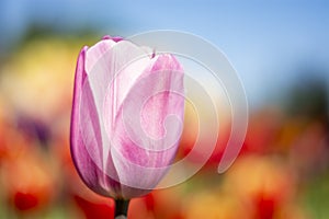 Pink Tulip Flower with red, orange, yellow, blue, green blurred background horizontal
