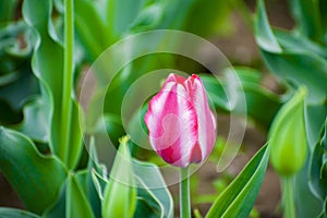 Pink tulip flower in spring