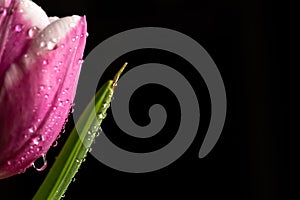 Pink Tulip flower with water droplets