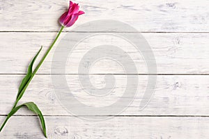 Pink tulip flower on wooden background. Top view, copy space.