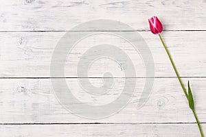 Pink tulip flower on wooden background. Top view, copy space.