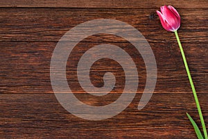 Pink tulip flower on wooden table background with copy space.