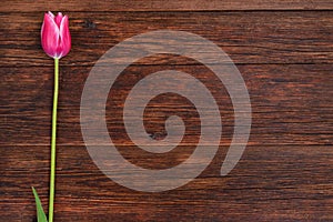 Pink tulip flower on wooden table background with copy space.